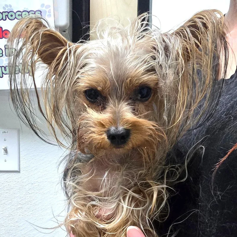 An adult small-sized male Yorkshire Terrier dog named Sam for adoption in Bullhead City, AZ