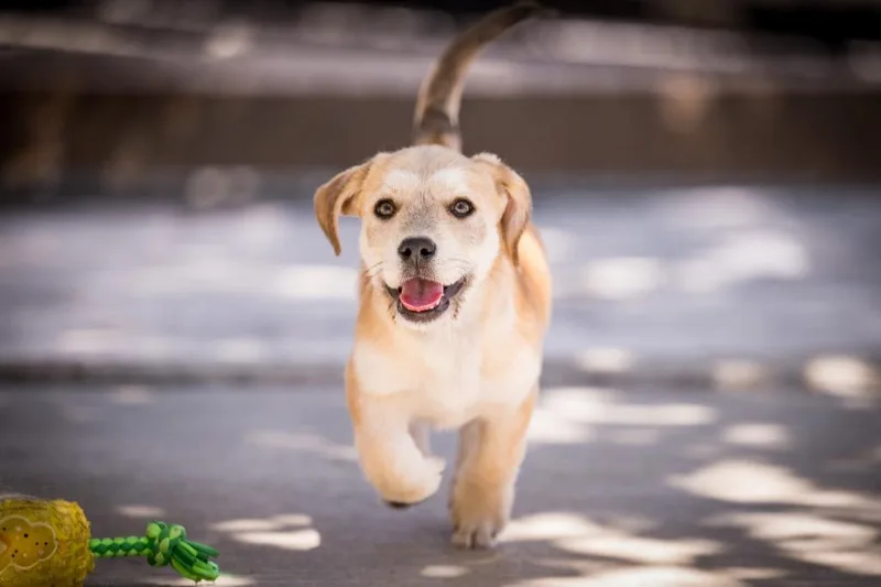 A baby medium-sized male Terrier dog named Stig for adoption in Twentynine Palms, CA