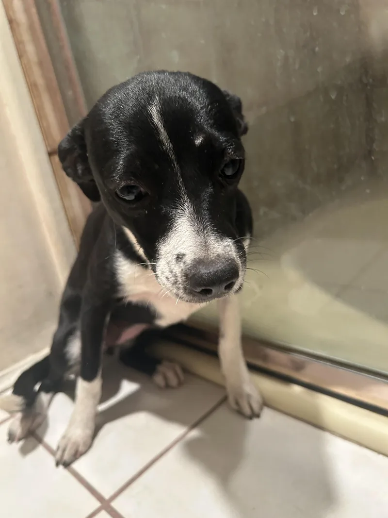 A baby small-sized female Chihuahua dog named Chihuahuas    for adoption in El Cajon, CA