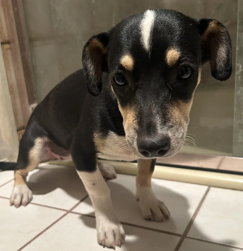 Chihuahuas    thumbnail 5
