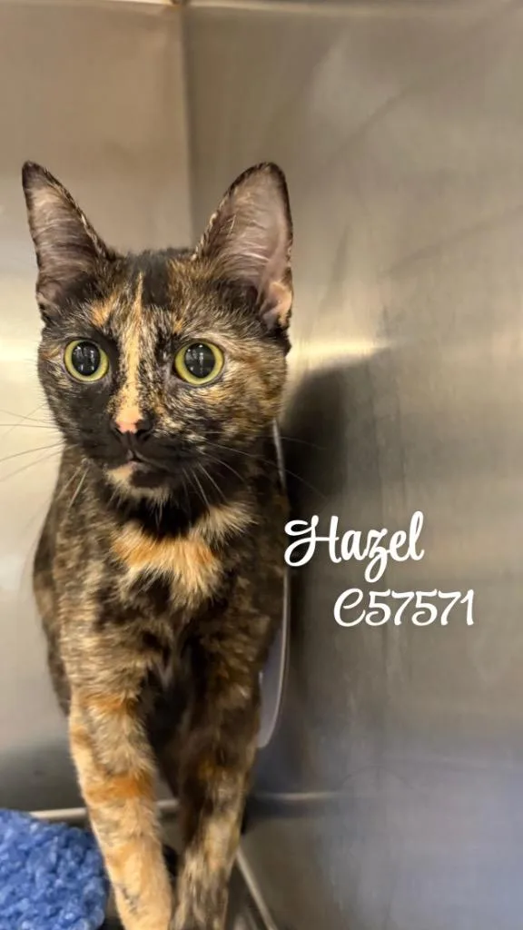 A young medium-sized female Domestic Short Hair cat named Hazel for adoption in Clarksville, TN