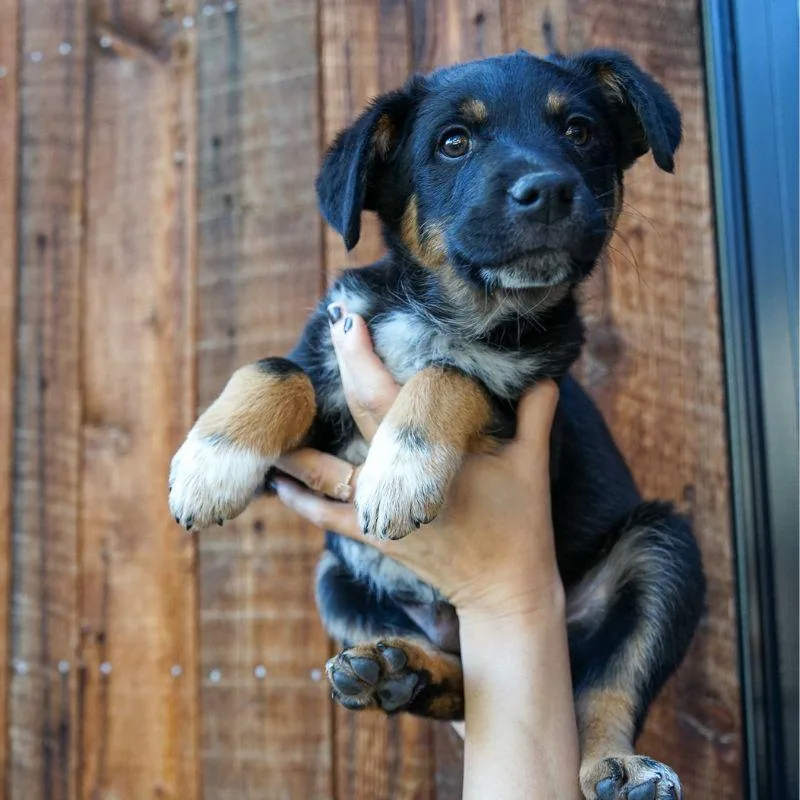A baby medium-sized male Mixed Breed dog named Pnb for adoption in Jackson, WY