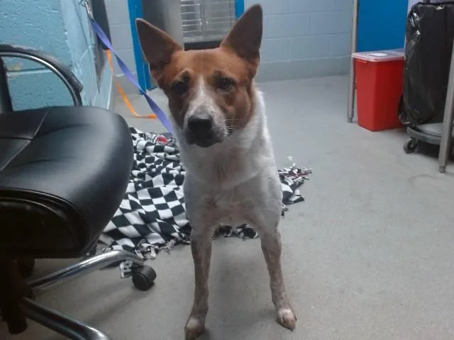 An adult medium-sized male Australian Kelpie dog named Bean for adoption in Albuquerque, NM