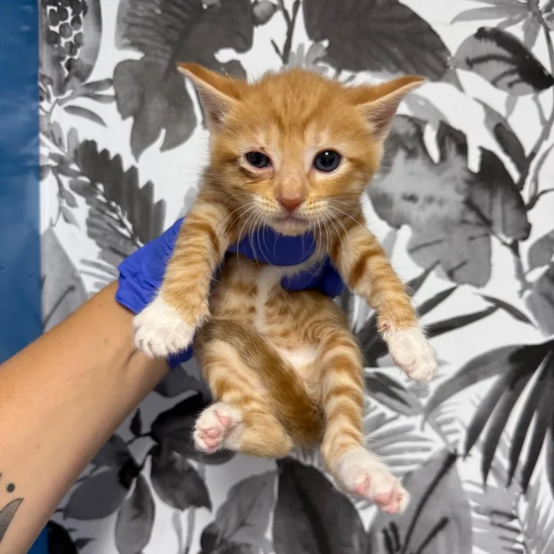 A baby small-sized female Orange / Red Domestic Short Hair cat named Peanut Butter for adoption in Wahiawa, HI
