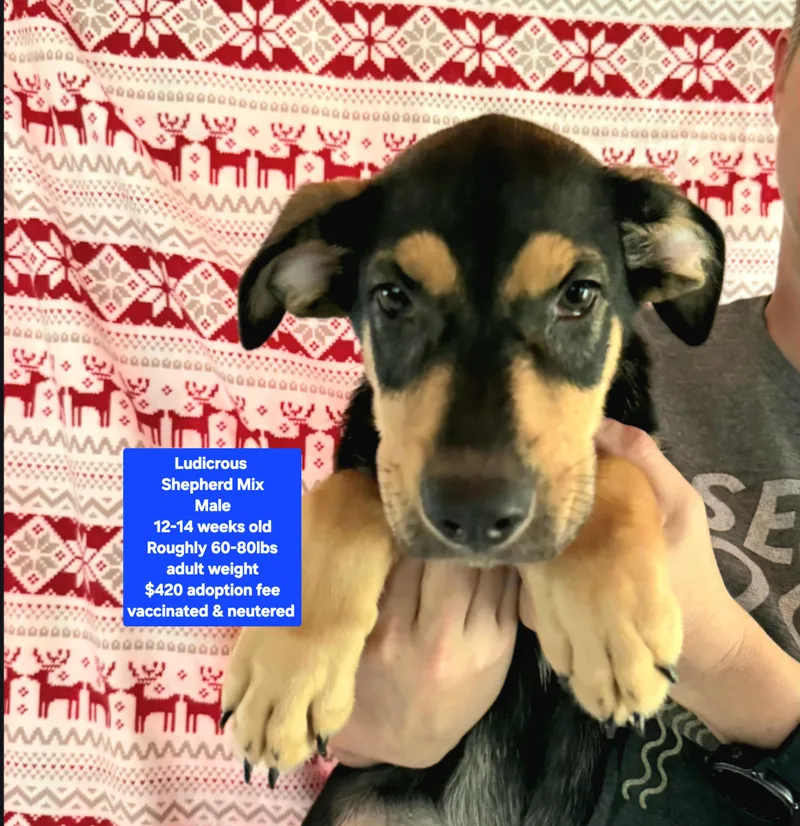 A baby large-sized male Shepherd dog named Ludicrous for adoption in Oviedo, FL