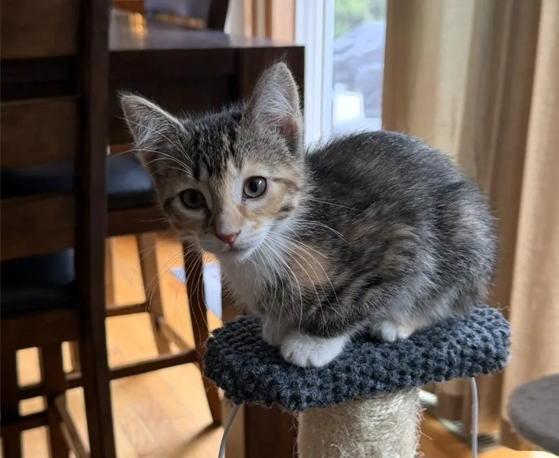 A baby medium-sized female Torbie Domestic Short Hair cat named Mulch for adoption in Reeseville, WI