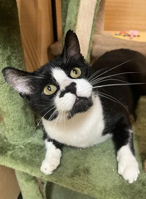 An adult medium-sized male Black & White / Tuxedo Domestic Short Hair cat named Soul Surfer for adoption in Wheaton, IL