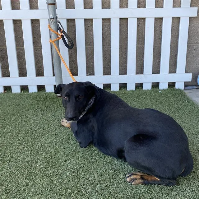 Ringo