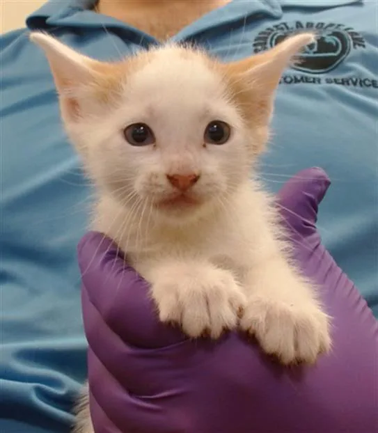 A baby small-sized female Domestic Short Hair cat named Phoebe for adoption in Miami, FL