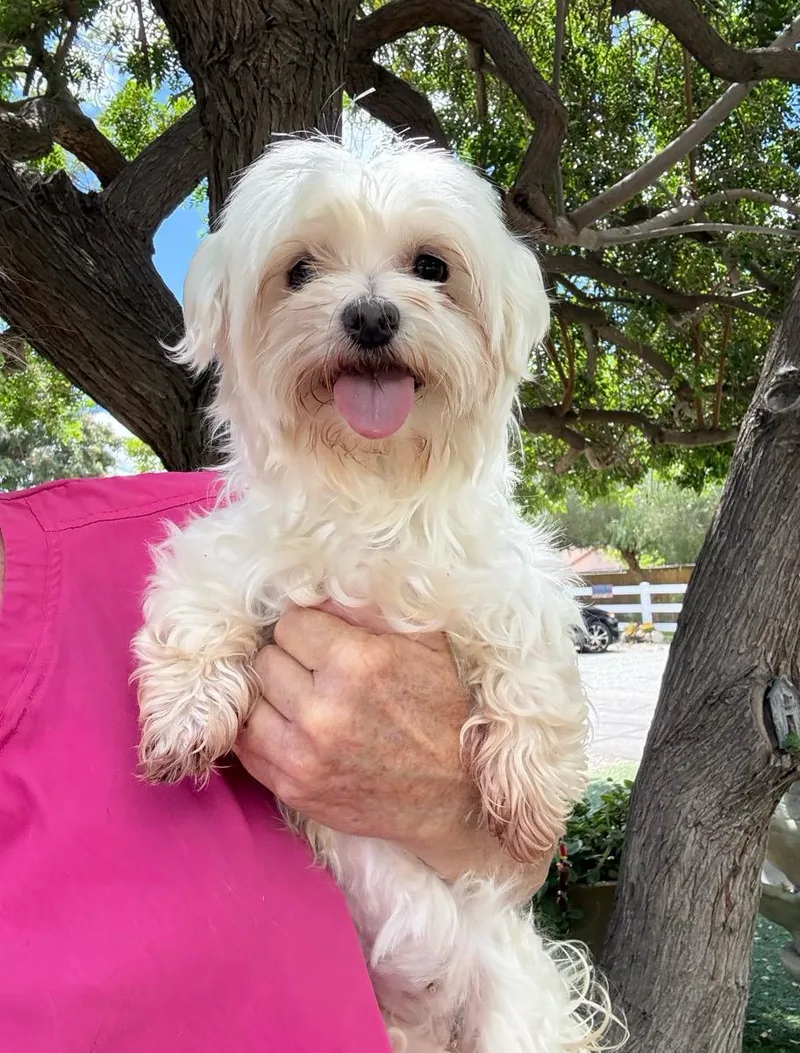 An adult small-sized female White / Cream Maltese dog named Molly for adoption in Temecula, CA