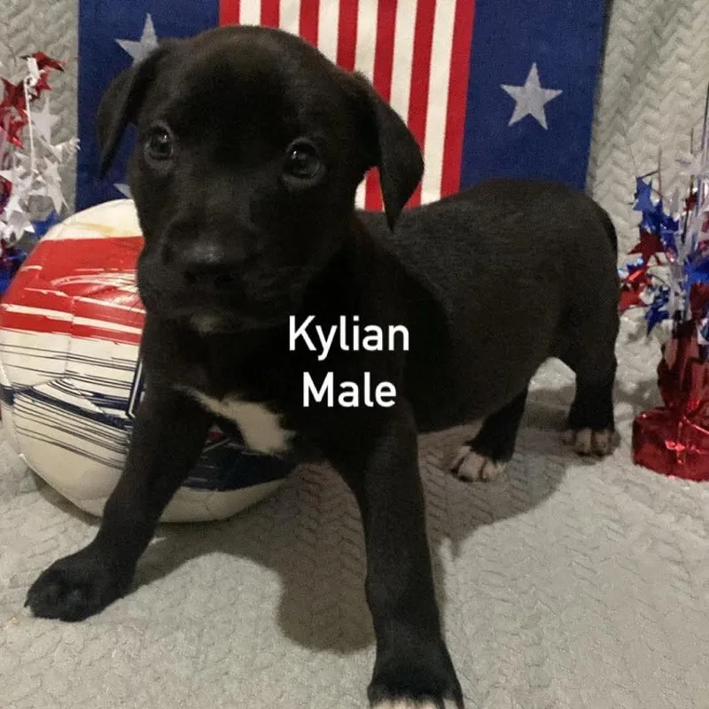 Kylian thumbnail 2