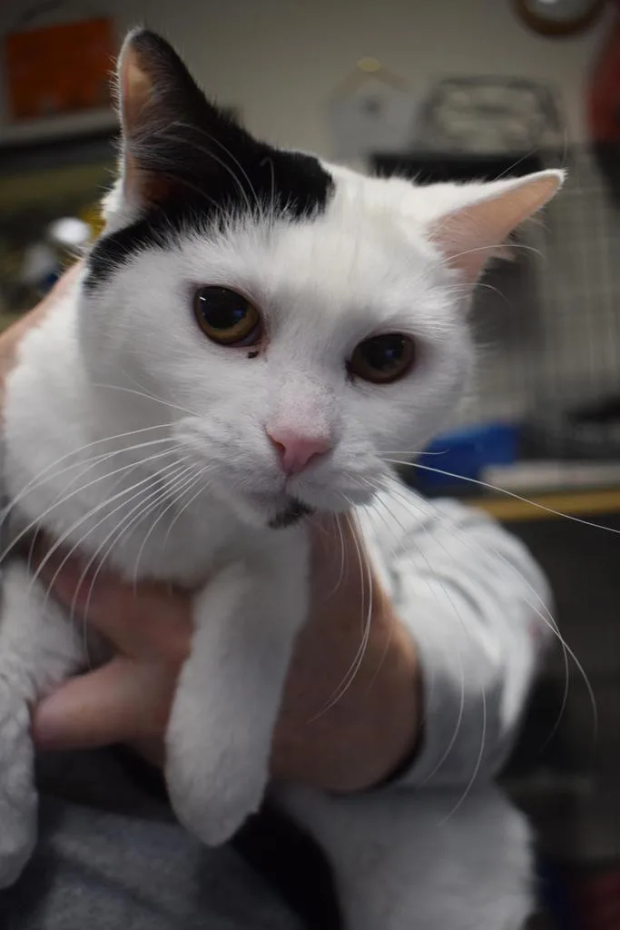 A young medium-sized female Domestic Short Hair cat named Annabelle for adoption in Pahrump, NV