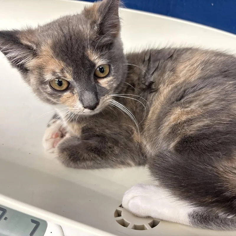 A baby small-sized female Gray / Blue / Silver Domestic Medium Hair cat named Bailey for adoption in Oak Hill, WV