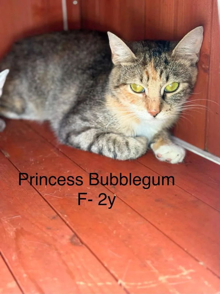 A young medium-sized female Domestic Short Hair cat named Princess Bubblegum for adoption in Waverly, TN