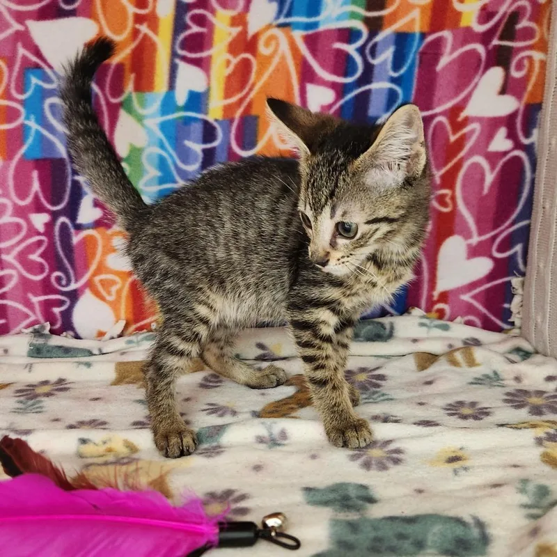 A baby small-sized male Brown / Chocolate Domestic Short Hair cat named Oscar the Grouch for adoption in Naples, FL