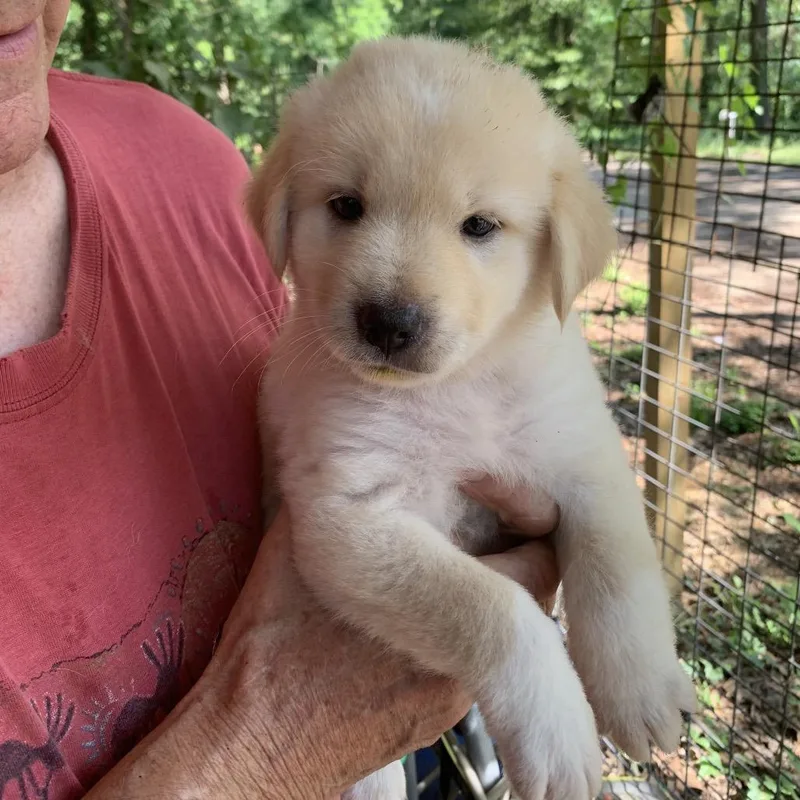 A baby large-sized male White / Cream Great Pyrenees dog named Arthur for adoption in Wadena, MN
