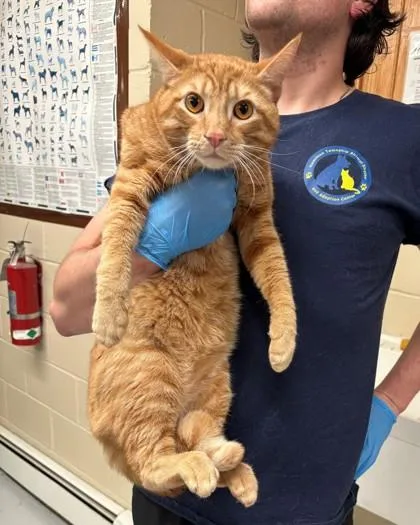 An adult large-sized male Domestic Short Hair cat named Garfield for adoption in Hamilton, NJ
