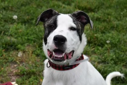 An adult large-sized male Shepherd dog named Dexter for adoption in Kansas City, MO