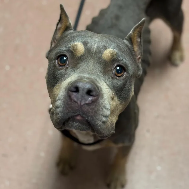 An adult medium-sized female Pit Bull Terrier dog named Boo for adoption in Fort Smith, AR