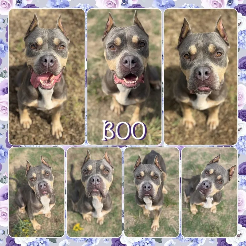 Boo thumbnail 2