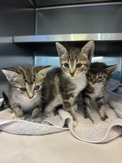 A baby small-sized female Domestic Short Hair cat named Grace for adoption in Miami, FL