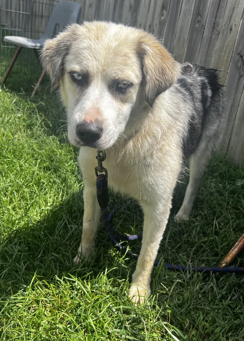 A young medium-sized female Black Border Collie dog named Sierra for adoption in Lexington, KY