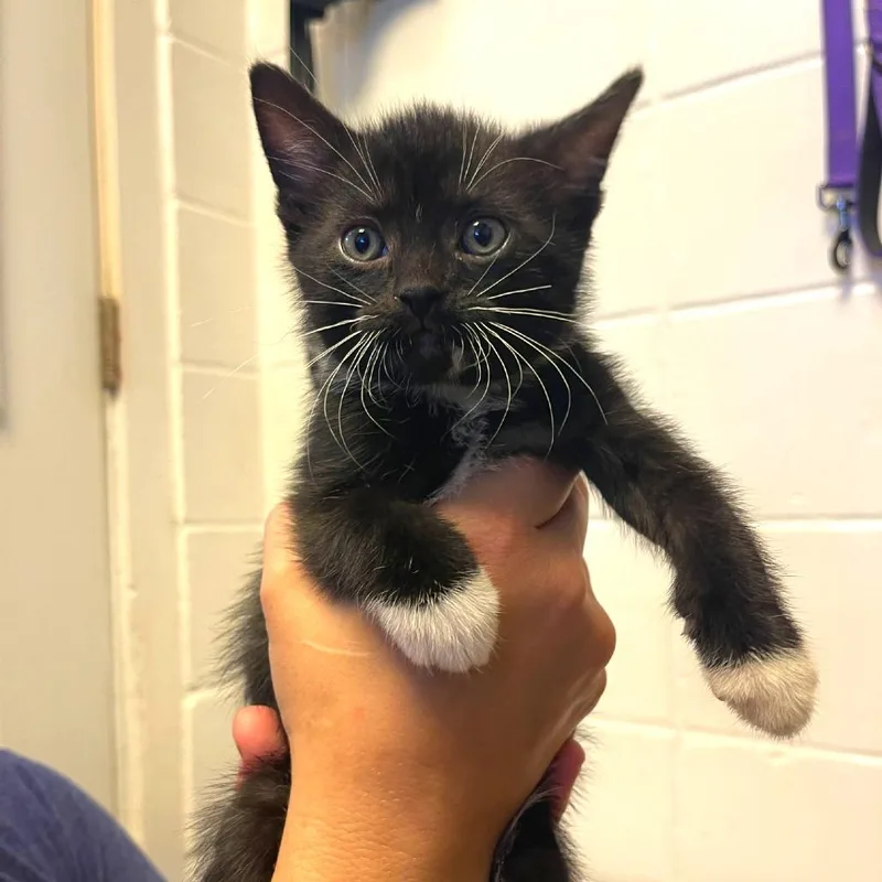 A baby small-sized male Black Domestic Short Hair cat named Bugsy for adoption in Albert Lea, MN