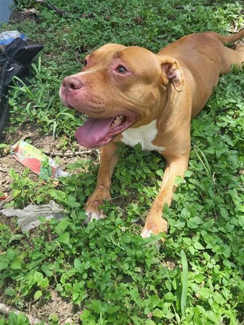 An adult large-sized female American Staffordshire Terrier dog named Serenity for adoption in San Antonio, TX