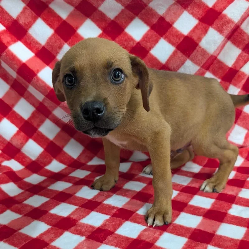 A baby medium-sized male Yellow / Tan / Blond / Fawn Mixed Breed dog named Puppy G for adoption in Jefferson city, TN