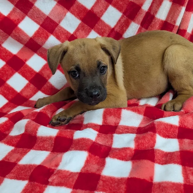 Puppy G thumbnail 3