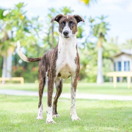 An adult large-sized male Mountain Cur dog named Dewey for adoption in Honolulu, HI