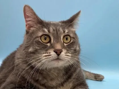 An adult small-sized male Domestic Short Hair cat named Neil for adoption in Woodbury, MN