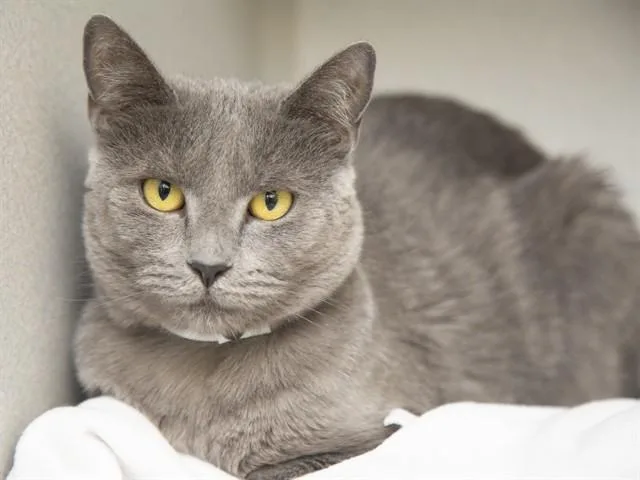 A young small-sized female Domestic Short Hair cat named Dust Bunny for adoption in Phoenix, AZ