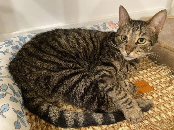 An adult medium-sized female Domestic Short Hair cat named Mama for adoption in Ridgewood, NY