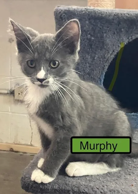 A baby medium-sized male Domestic Short Hair cat named Murphy for adoption in Zimmerman, MN