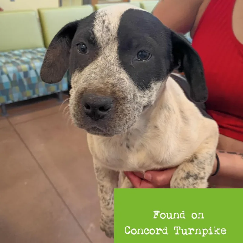 A baby small-sized female Black Mixed Breed dog named Slushie for adoption in Lynchburg, VA