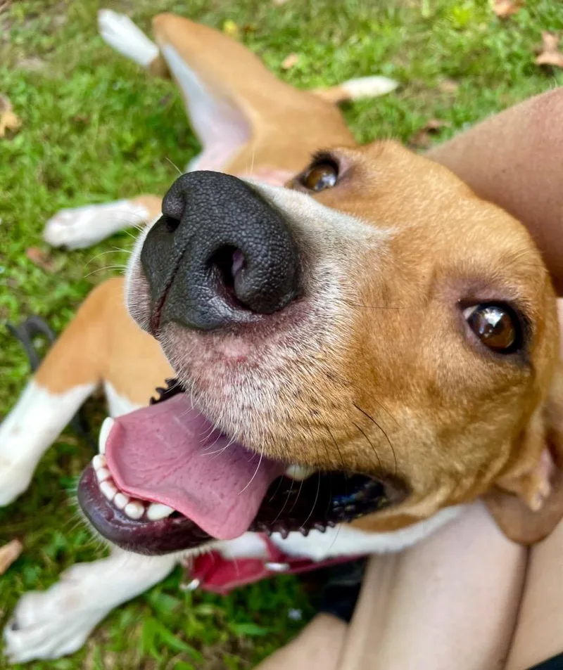 Porkchop thumbnail 2