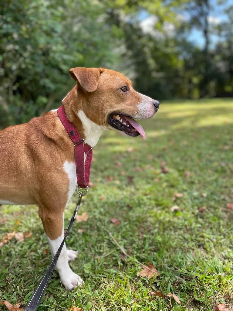 Porkchop thumbnail 3