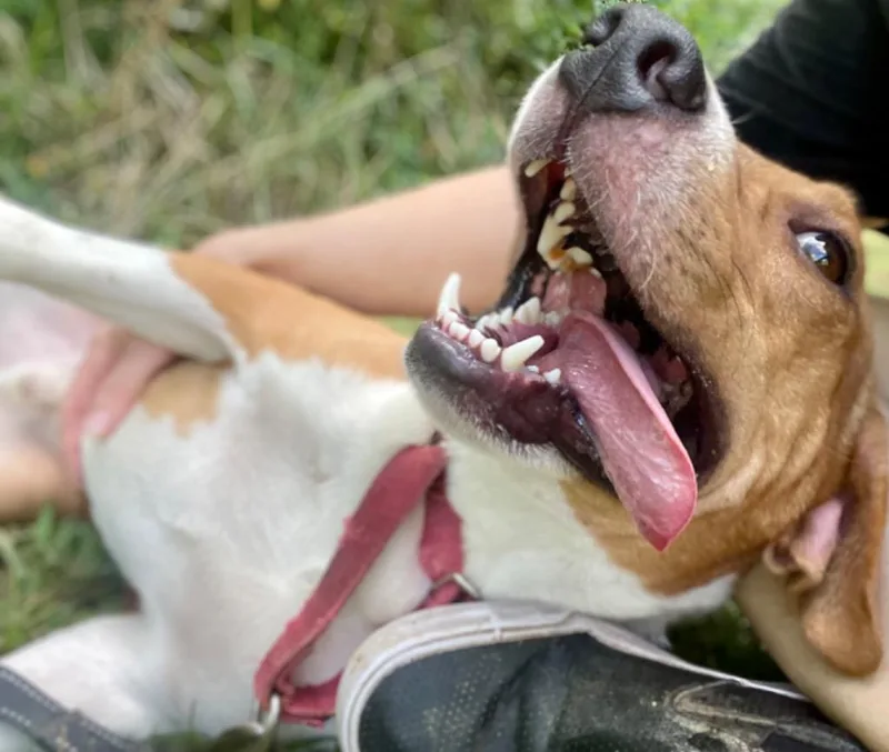 Porkchop thumbnail 4