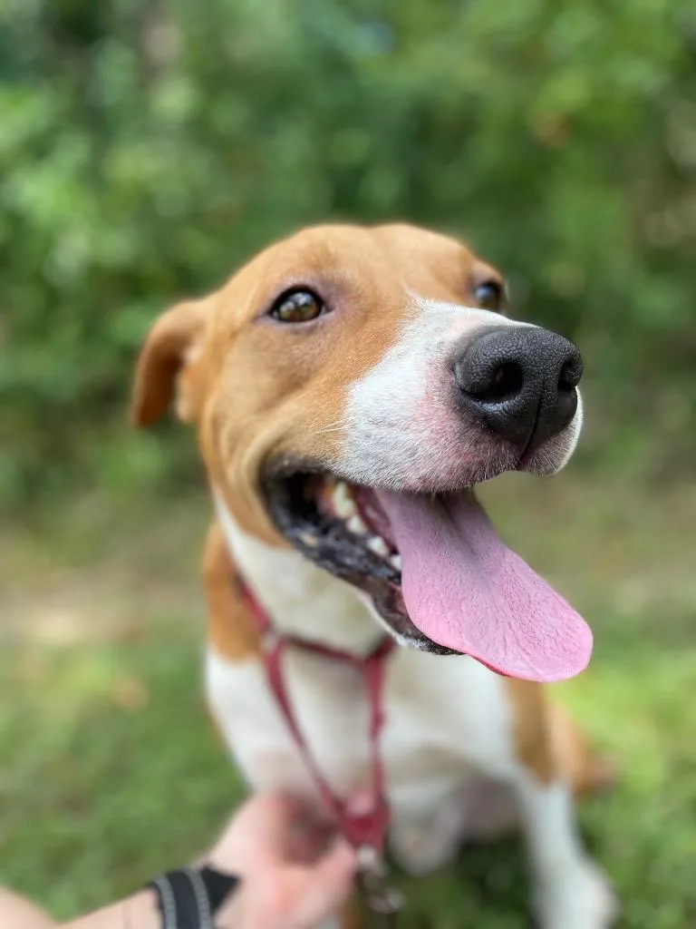 Porkchop thumbnail 5