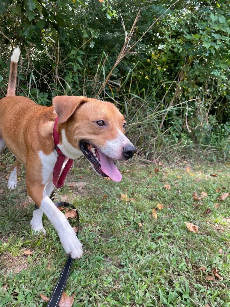 Porkchop thumbnail 6