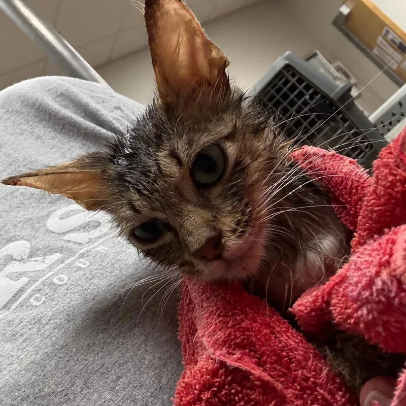 An adult small-sized female Domestic Short Hair cat named Cajun  U for adoption in Tupelo, MS
