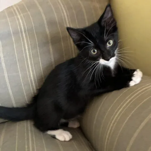 A baby small-sized male Domestic Short Hair cat named Lester for adoption in Kenosha, WI
