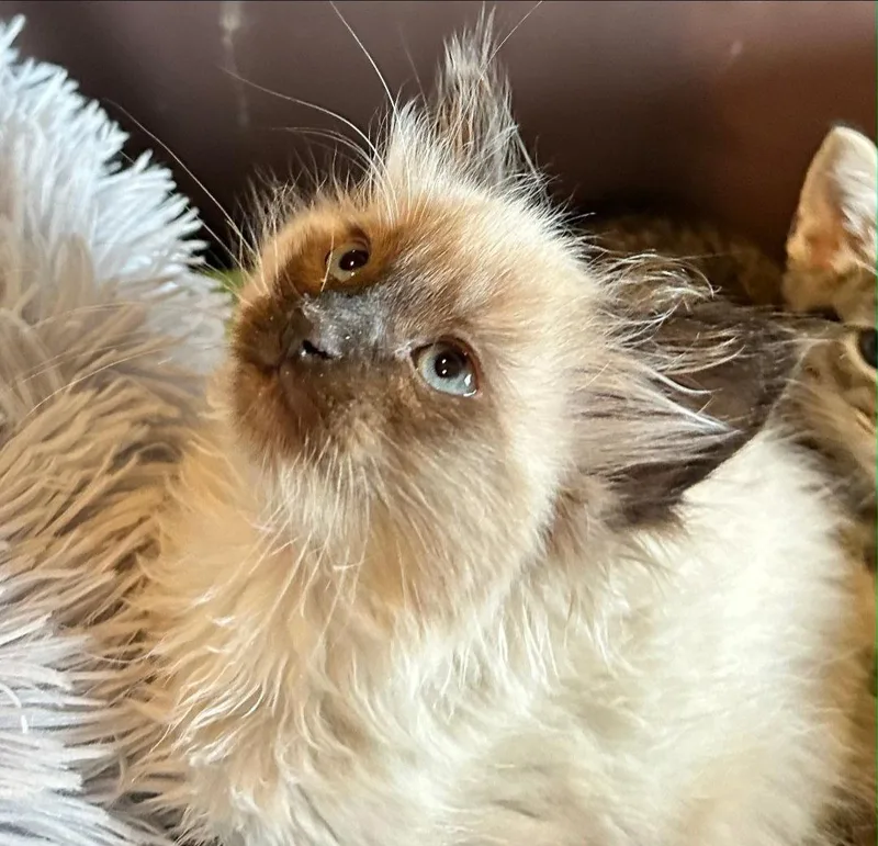A baby medium-sized male Buff / Tan / Fawn Domestic Medium Hair cat named Wasabi for adoption in Campbell, CA