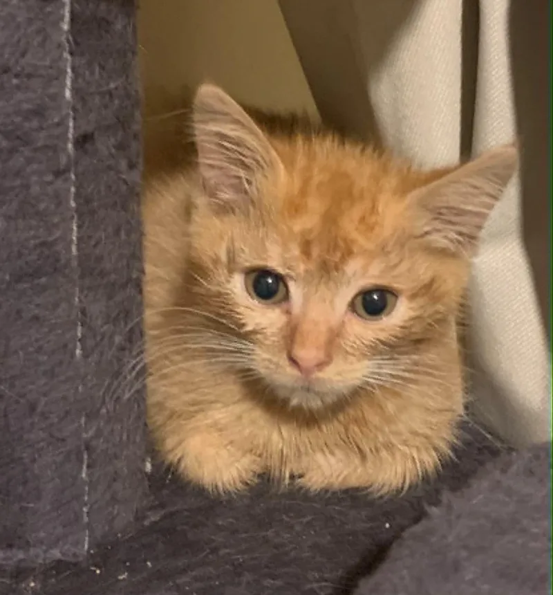 A baby medium-sized male Orange / Red Domestic Short Hair cat named Murphy for adoption in Battle Creek, MI