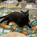 An adult large-sized female Black Domestic Short Hair cat named Chilli for adoption in Pasadena, CA