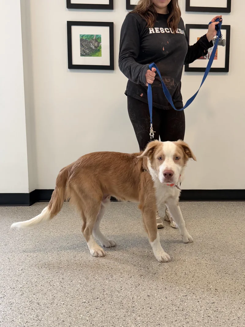 An adult medium-sized male Collie dog named Bento for adoption in Chicago, IL
