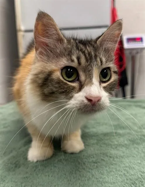 An adult small-sized female Domestic Short Hair cat named Amelie for adoption in Peoria, IL