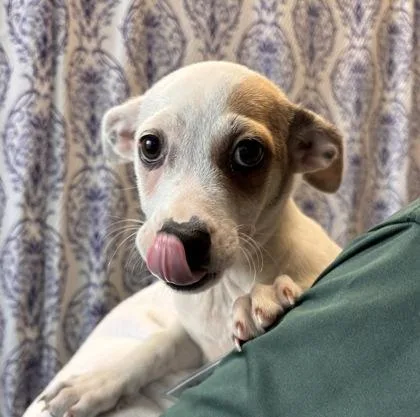 A baby small-sized male Mixed Breed dog named Jay for adoption in Honolulu, HI