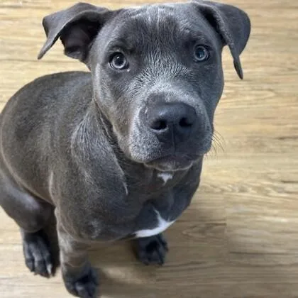 An adult medium-sized male American Staffordshire Terrier dog named Dobby for adoption in Houston, TX